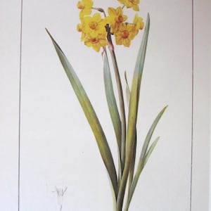Botany Print-Redoute-Narcissuss Tazetta/Unframed flower Print/Nature Print/1986/Colorplate/Bookpage