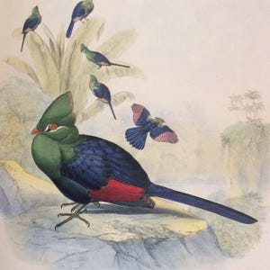 Knysna Touraco, 1990er Jahre Reproduktion Farbplatte, Buchplatte, 10 x 14 Zoll. Buchseitendruck, Vogeldruck, Ornithologiedruck