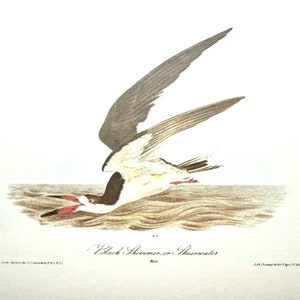 Vintage Audubon  Bird Print-2 Sided Book Plate-1975 Print-Arctic Tern/Black Skimmer or Shearwater