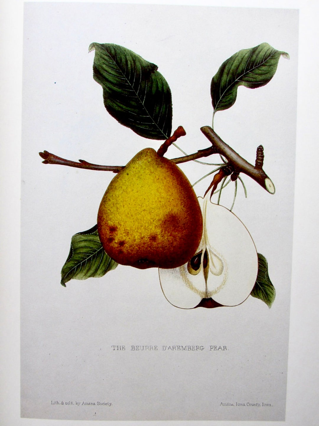 Beurre D' Aremberg Pear, Reproduction Color Plate, 9 X 12 In. Vintage ...