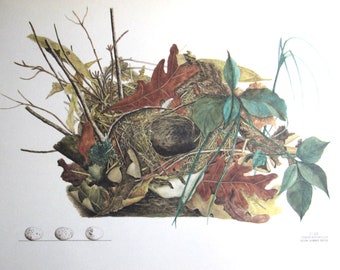 Gold-crowned Thrush Nest and Eggs, Color Plate, Vintage Book Page Print, Unframed Print, 10.5 x 13 in, Nature Print, Ornithology Print
