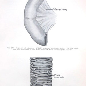 1952 Medical Book Page- Human Anatomy- Segment of Jejunum --Medical Print