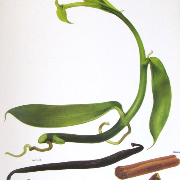 Vanilla/Cinnamon/Licorice, Color Plate, 7.75 x 11.5 in, Vintage Illustration by Marilena Pistoia, Unframed Print