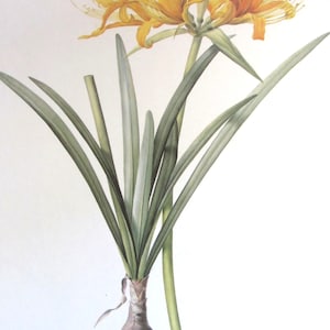 Botany Print-Redoute-Golden Spider Lily, Unframed Flower Print/Colorplate/Nature Print/Book Print/1986