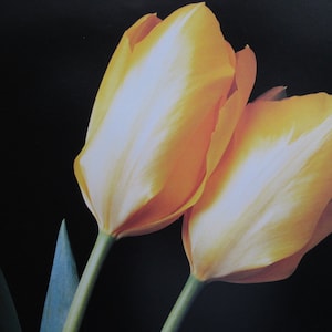 Tulipanes, Sra. John T. Scheepers/Allegretto, 12 x 12 pulgadas, Placa de color, Impresión de libro vintage de 2 caras, Impresión botánica