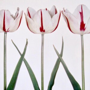 Tulipanes, Twinkle/Habit De Noce, 12 x 12 in, Color Plate, Impresión de libro vintage de 2 caras, Impresión Botánica