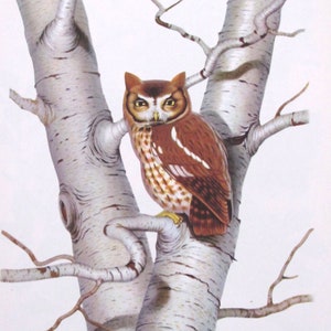 Menaboni&#39;s Birds/SCREECH OWL/1950s Color Plate/Bookplate/Unframed Book Page Print