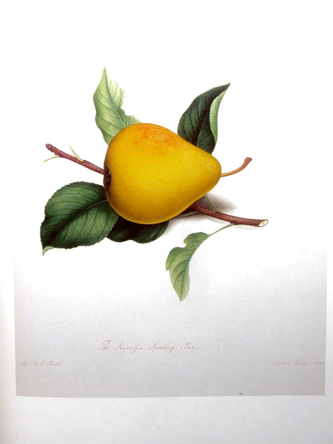 Rapalje Seedling Pear, Reproduction Color Plate, 9 X 12 In. Vintage ...