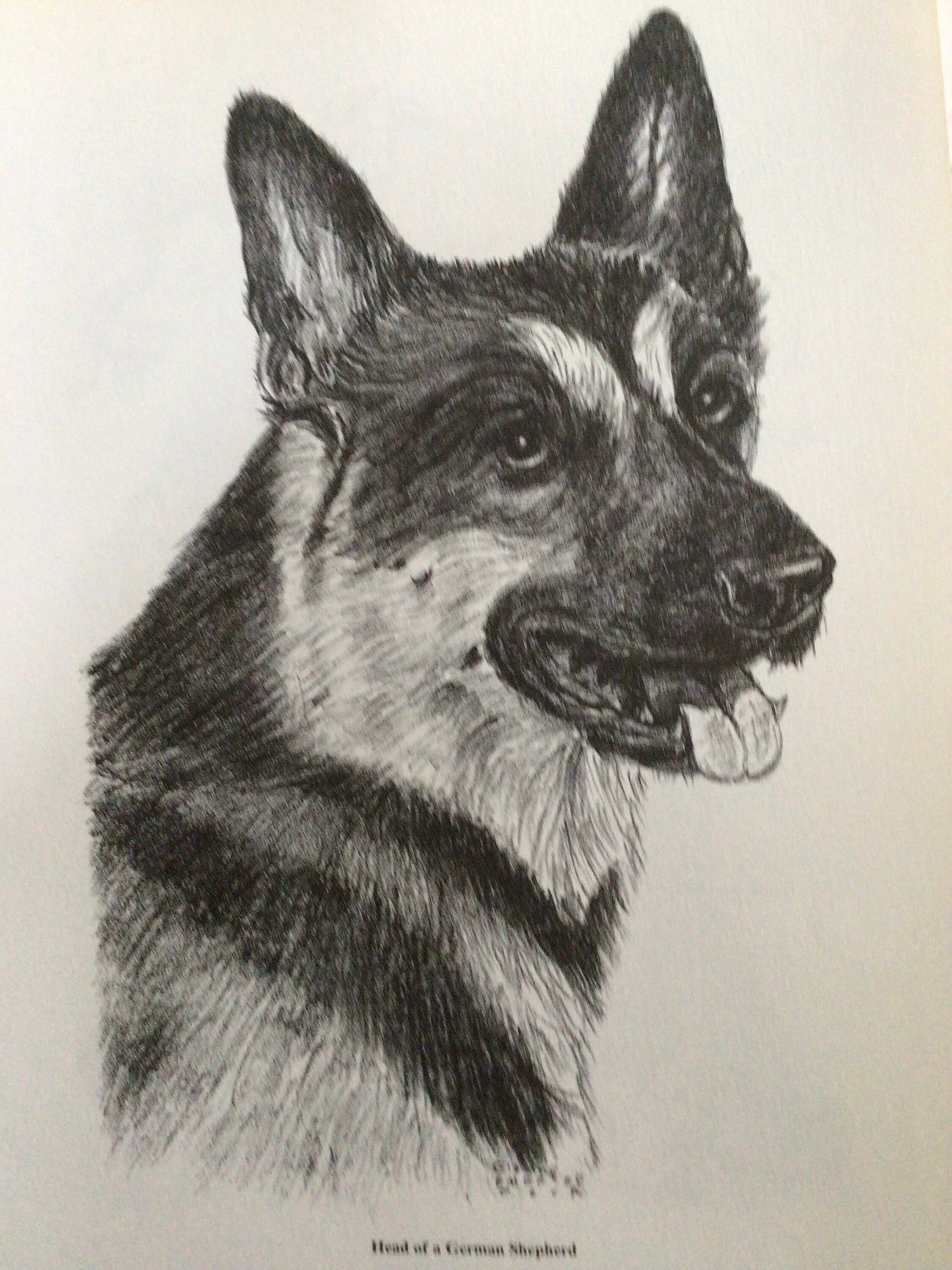 Claus - Deutscher Schäferhund Welpen kaufen | EuroPuppy, image size:2250x3000