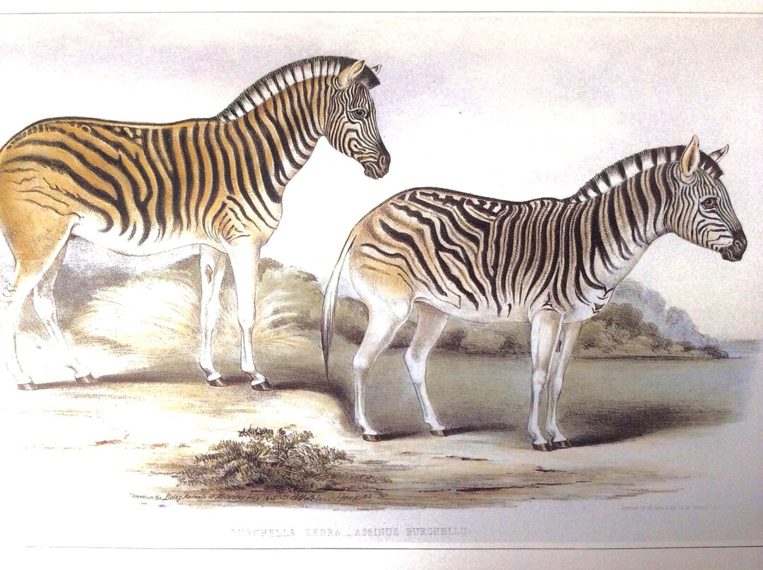 Burchell's Zebra, 1990s Reproduction Colorplate, 10 X 14 In. Book Page ...