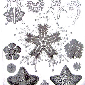 Vintage 1974 Bookplate, Ernst Haeckel, Starfish/Horny Corals, Black and White Print, Book Page, Wall Art, Sea Life Print