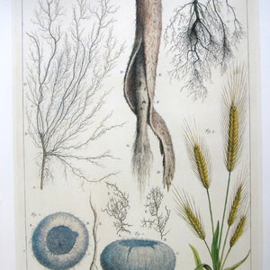 Partes vegetales, Impresión de libro a 2 caras, Impresión de naturaleza, Albertus Seba, 8.5 x 13.5 in, Placa de color sin marco