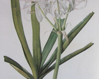 Botany Print-Redoute-Crinum de Commelin, Unframed Flower Print/Nature Print/Color Plate, 1986