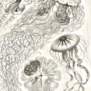 Vintage 1974 Bookplate, Ernst Haeckel, Various Species of Jellyfish/Siphonphora, Vintage Book Page