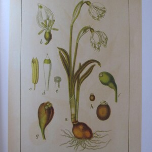 Botany Print, Floral Print, Nature Print, Ready-to-Frame Vintage Illustration, 8 x 10 in. Book Page