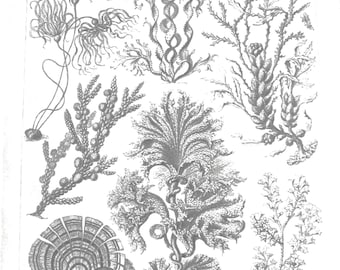 Vintage 1974 Book Page, Ernst Haeckel, Brown Seaweed/Narcomedusae, Great for Framing