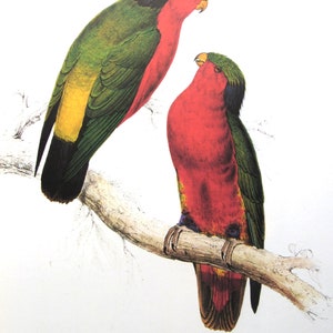 Edward Lear, Kuhl&#39;s Parrakeet, 10 x 14 in. Color Plate, 1980s Book Page, Unframed Print