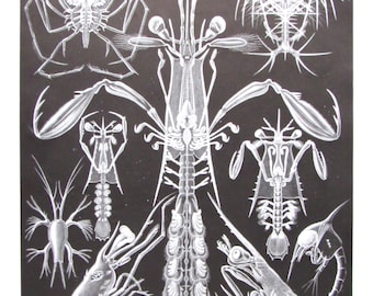 Vintage 1974, Ernst Haeckel, Crustaceans/Flukes and Tapeworms, Black and White Print, Book Page, Wall Art, Sea Life Print