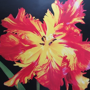 Tulipanes, loro en llamas/campanilla, 12 x 12 pulgadas, lámina a color, impresión vintage de dos caras, impresión botánica