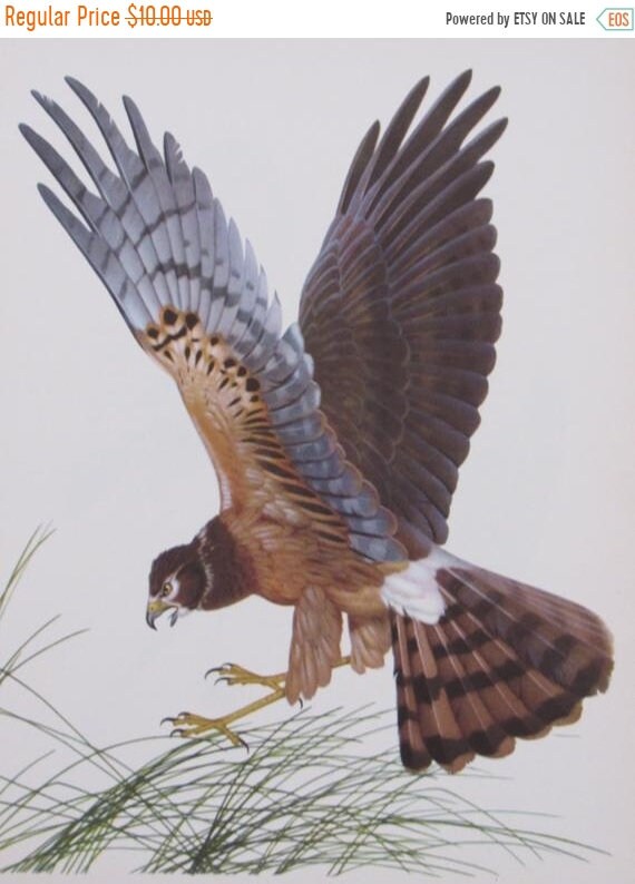 Sale Menabonis Birdsmarsh Hawk1950s Color Plateunframed Book Page Print