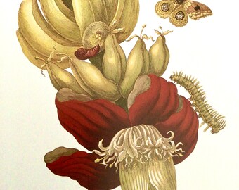 Banana Plant/Julie Lebrun as Flora, Bookplate, Unframed Book Print, Home Decor, Art Print