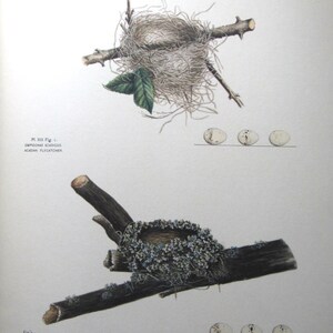 Acadian Flycatcher/Wood Peewee Nest and Eggs, Vintage Book Page Print, Unframed Print, 10.5 x 13 in, Nature Print, Ornithology Print