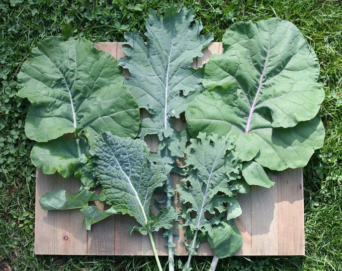 Organic Kale Seeds