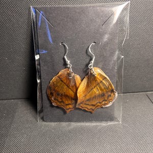 real butterfly wing earrings