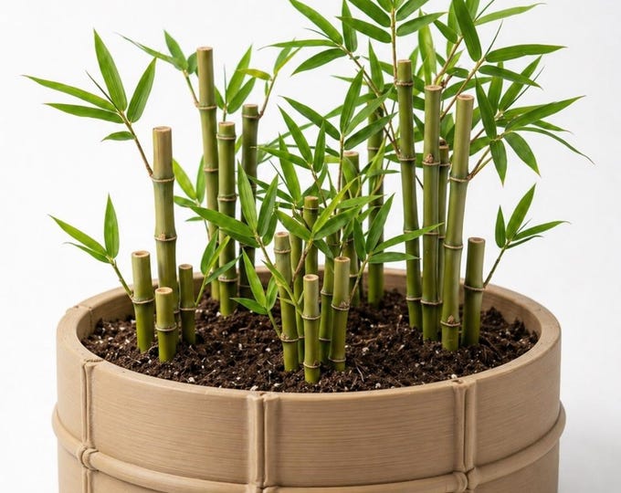 Bamboo Zen Planter – 3D Printed Miniature Garden Desk Decor