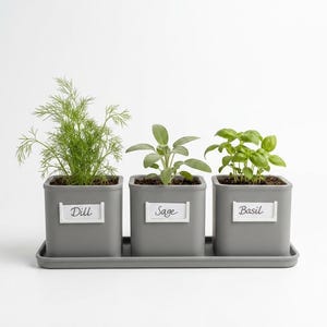 Könnte beinhalten: Drei graue quadratische Pflanzgefäße mit Kräutern, beschriftet mit "Dill", "Salbei" und "Basilikum", stehen auf einem passenden Tablett. Der Dill hat federartige grüne Blätter, der Salbei hat breite, weiche grüne Blätter und das Basilikum hat leuchtend grüne Blätter.