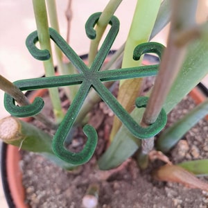 Indoor Plant Support Stakes, Eco-Friendly Climbing Plant Trellis Clips for Monstera, Vining Plants, Minimalist Garden Decor, Multiple Sizes