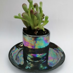 May include: A small succulent plant in a black iridescent ceramic pot with a matching saucer. The pot and saucer have a rainbow sheen.