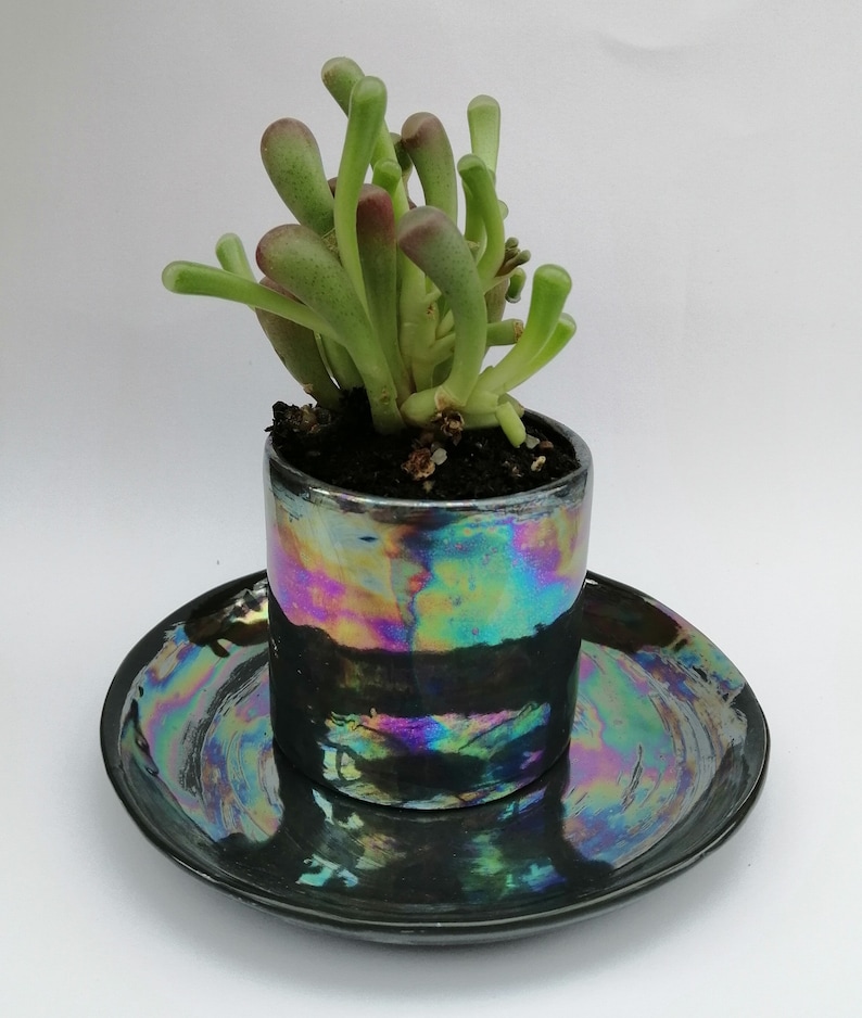 May include: A small succulent plant in a black iridescent ceramic pot with a matching saucer. The pot and saucer have a rainbow sheen.