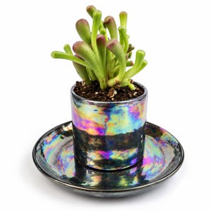 Colourful iridescent ceramic cactus and succulent pot styled with a small green succulent