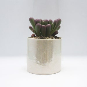 May include: A small succulent plant with purple and green leaves growing in a white ceramic pot with an iridescent finish.