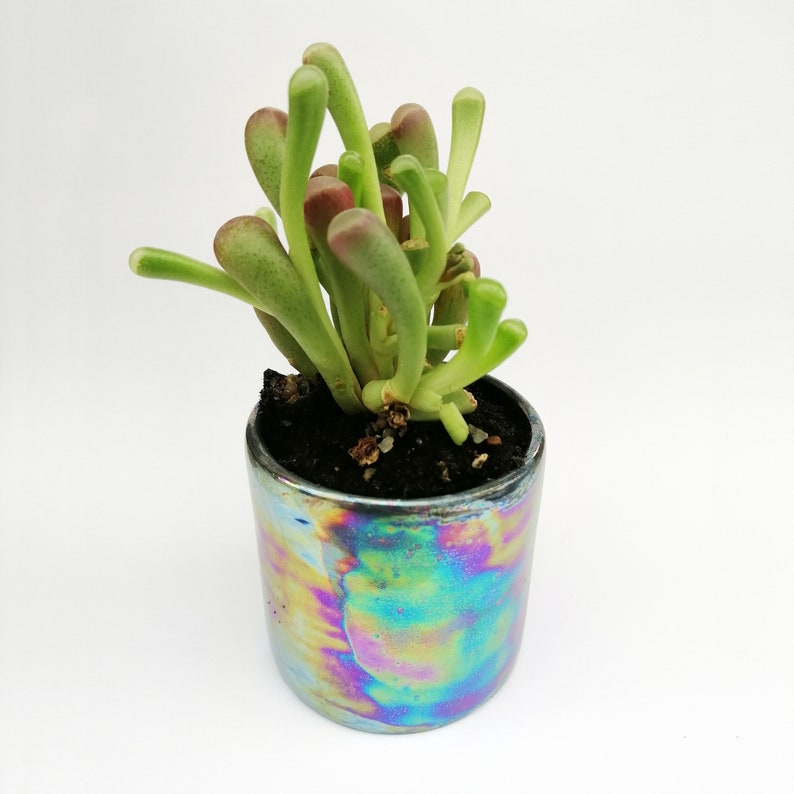 May include: A small succulent plant with green and red stems growing in a iridescent ceramic pot. The pot has a rainbow-like finish with shades of blue, green, yellow, and purple.