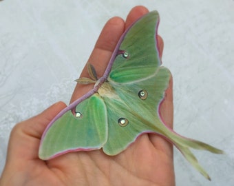 Silk Luna Moth Haarspange | Goblinkern Zubehör | Natur inspiriertes Geschenk