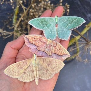 Trio of silk moth hair clips, pretty halloween accessories