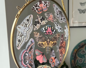 Glass frame filled with silk moths | Goblincore decor | Housewarming gift | Dark fairytale gift