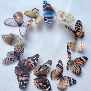 Peut inclure: Une collection de découpes de papillons colorés disposées en cercle sur un fond blanc. Les papillons sont en papier et présentent différents motifs et couleurs, notamment le brun, l'orange, le bleu et le jaune.