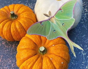 Halloween Luna Moth hair clip with Swarovski crystals
