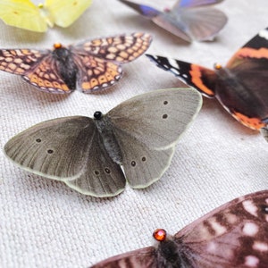 A close up image of the pretty grey ringlet butterfly. All my silk butterflies are hand cut from gently stiffened silk and look super realistic. this one has a hair clip fastening