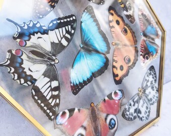 Hexagonal butterfly frame