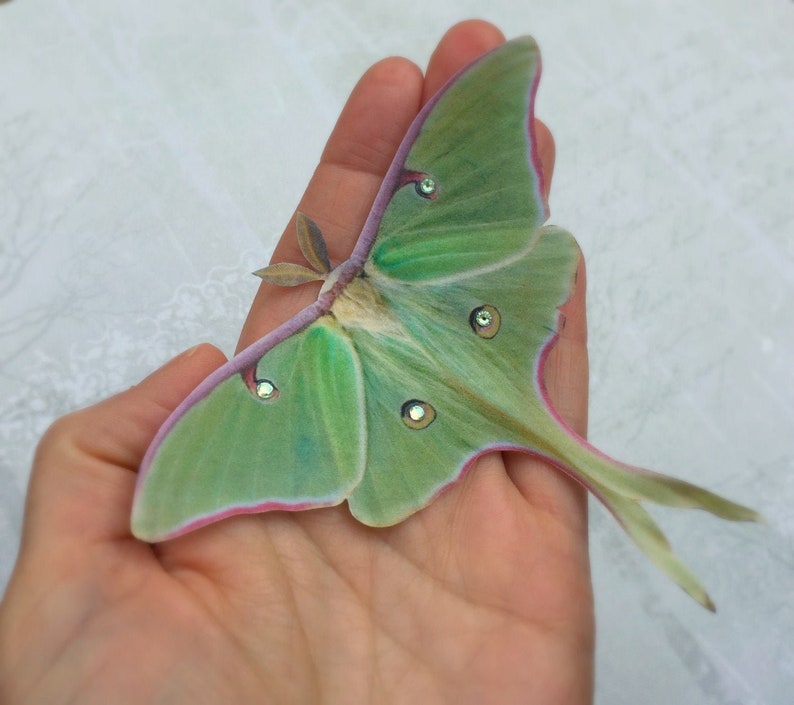 A hand holds a single pale green luna moth hair clip. super realistic and hand cut from silk with crystals. This moth is a real statement accessory and has an approximate 11cm wingspan