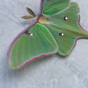 A close up image of a green luna moth hair clip. This Halloween accessory is super realistic and has a 11cm wingspan.