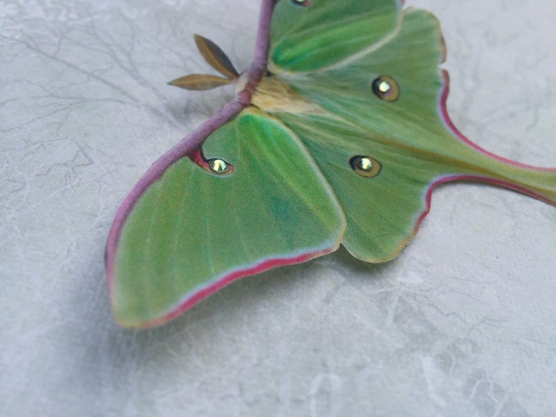 A close up image of a green luna moth hair clip. This Halloween accessory is super realistic and has a 11cm wingspan.