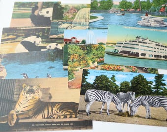 Peut inclure: Une collection de cartes postales anciennes représentant des animaux du zoo de Forest Park à Saint-Louis, Missouri. Les cartes postales montrent un tigre, des zèbres, des pandas et un bateau sur une rivière. Les cartes postales sont de différentes couleurs et ont un style vintage.