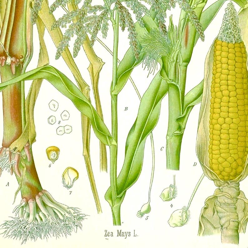 Corn Anatomy Botanical Print: Retro Kitchen Wall Art - Etsy