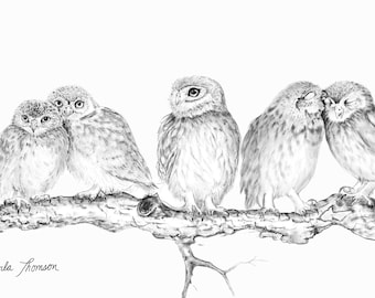 Original Charcoal Drawing Little Baby Owls, Print of Black White Pencil Sketch