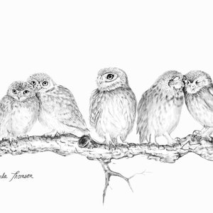 Original Charcoal Drawing Little Baby Owls, Print of Black White Pencil Sketch